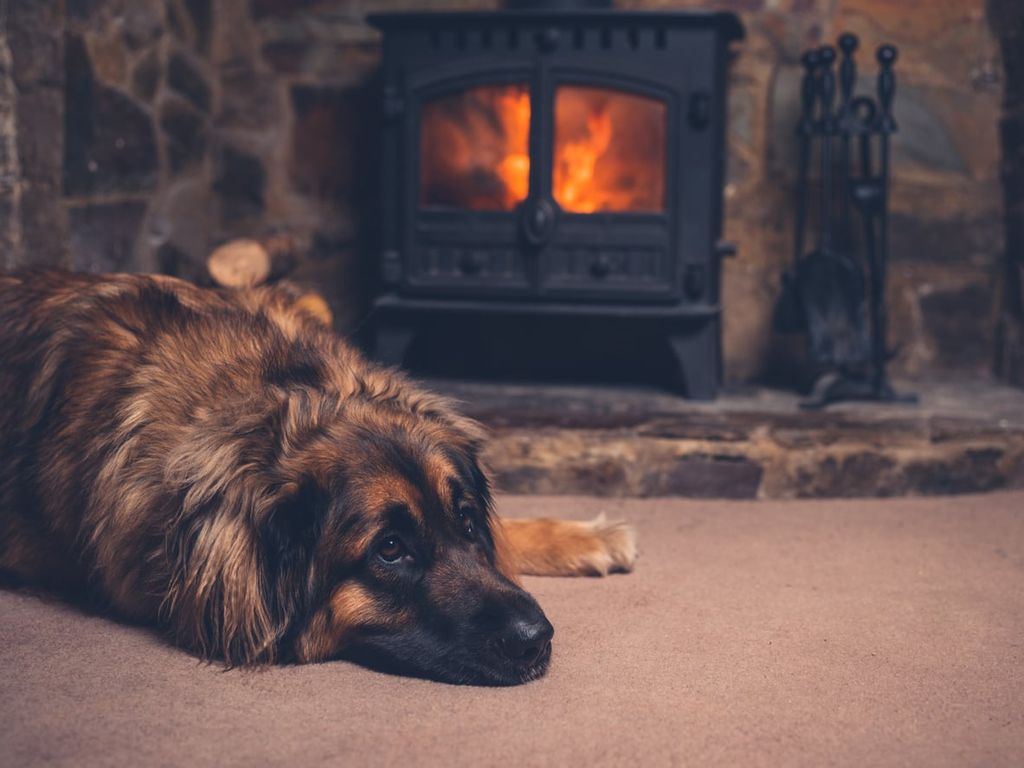 Le chien est allongé devant la cheminée