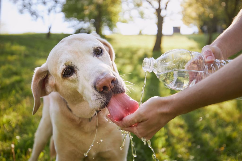 chien qui boit de l'eau