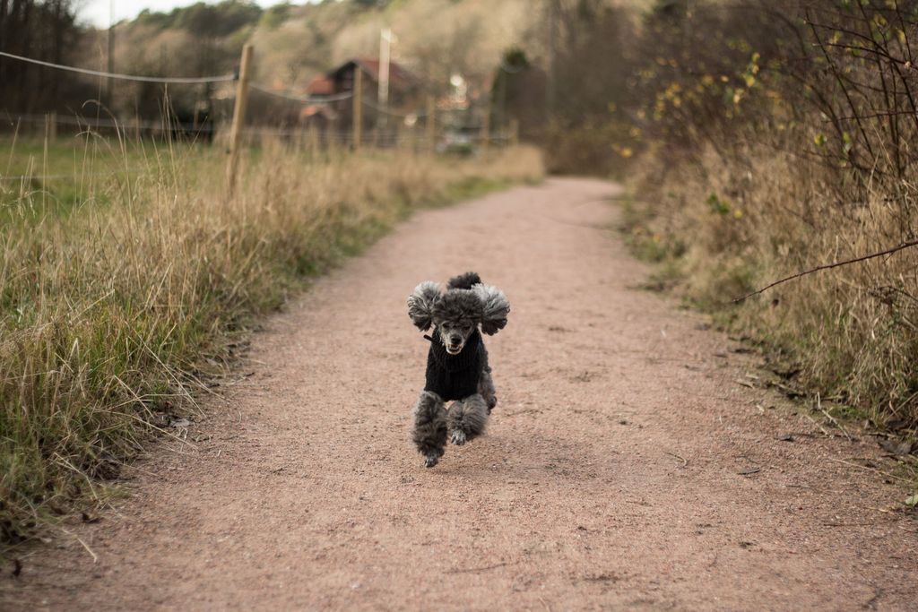 caniche qui court
