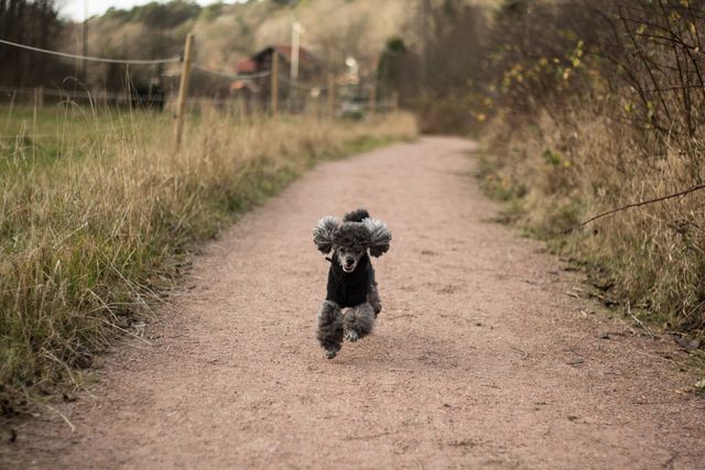 caniche qui court