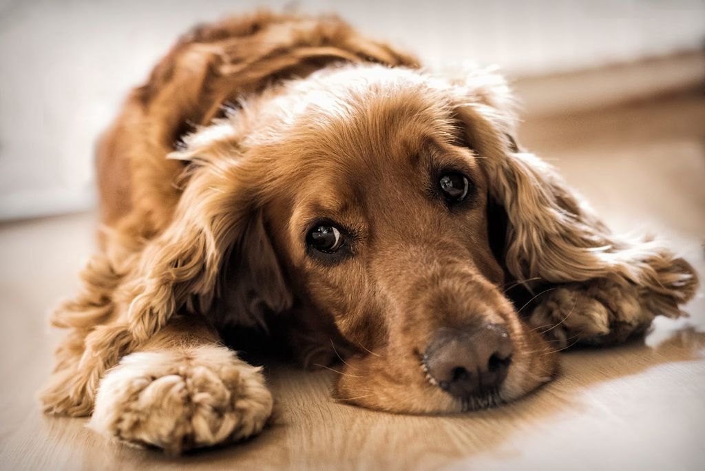 Le chien est allongé sur le sol