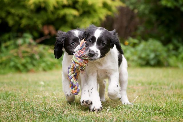 deux chiots noirs et blancs