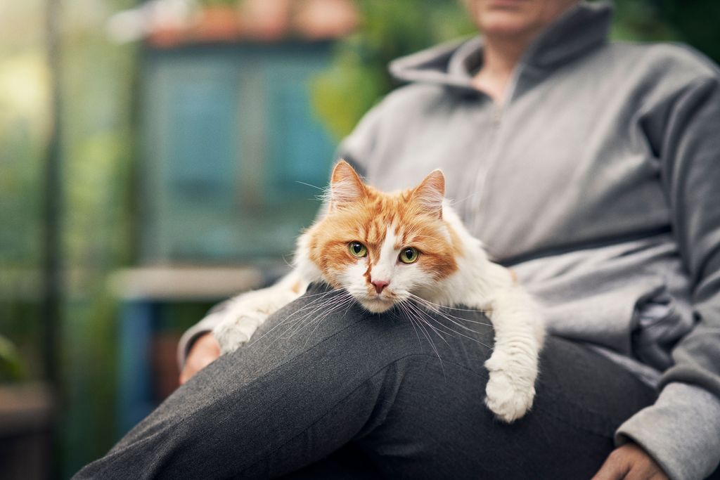Le chat est allongé sur les genoux d’une personne