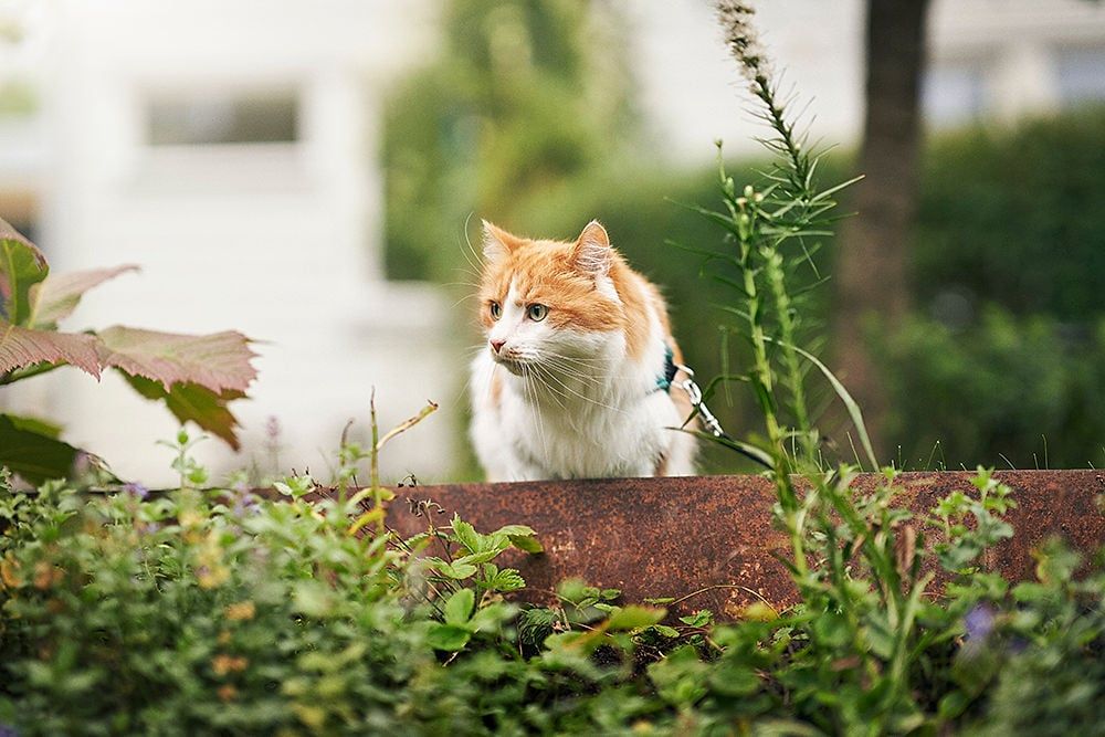 Chat poil long à l'extérieur