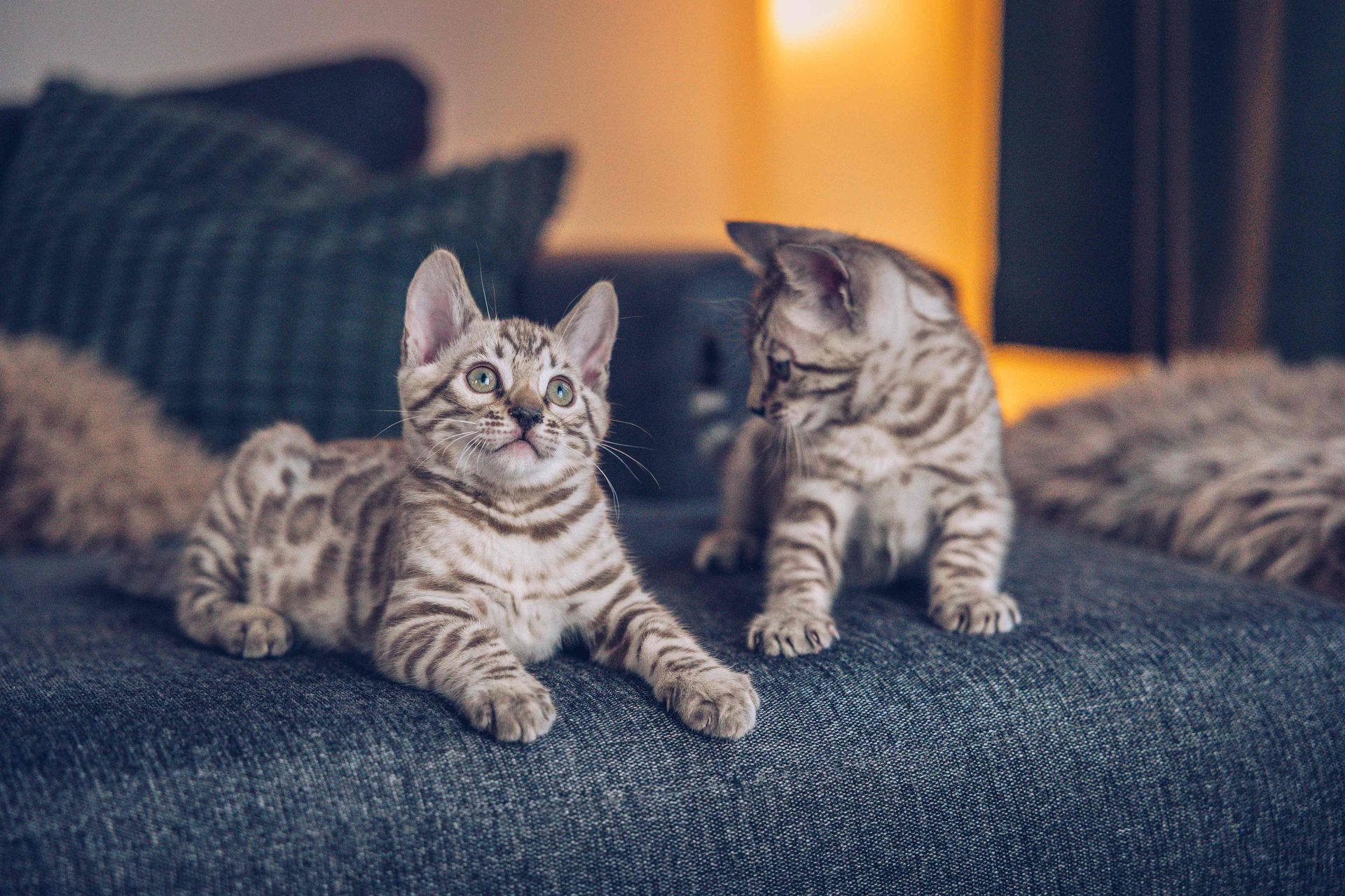 Chatons qui tètent sur leur mère