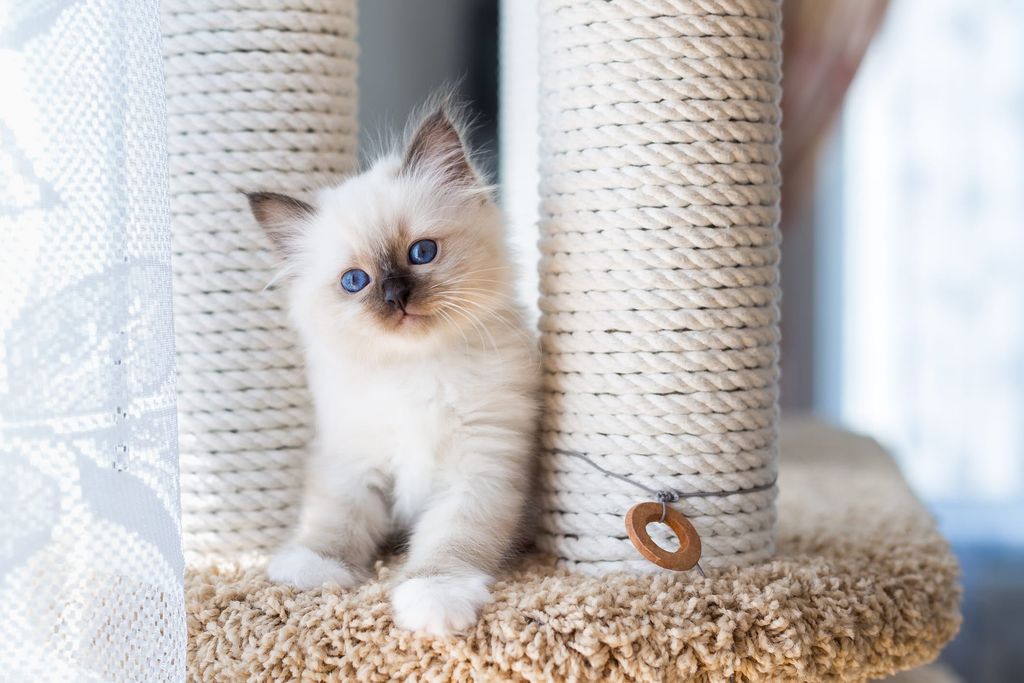 Le chaton est assis à côté d’un arbre à chat