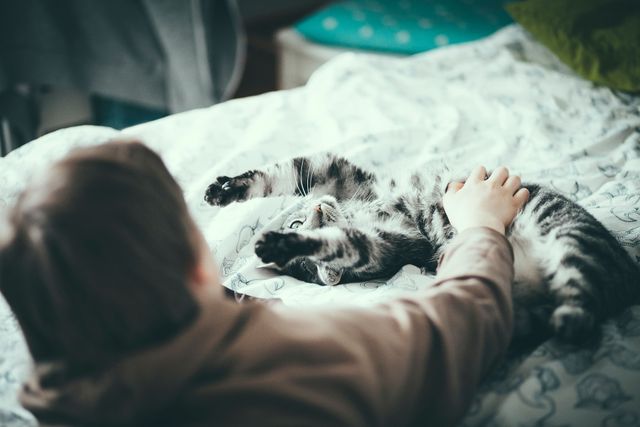 un enfant fait des caresses sur le ventre d'un chat