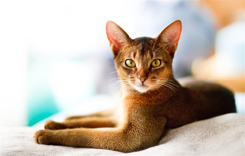 Chatons Abyssins