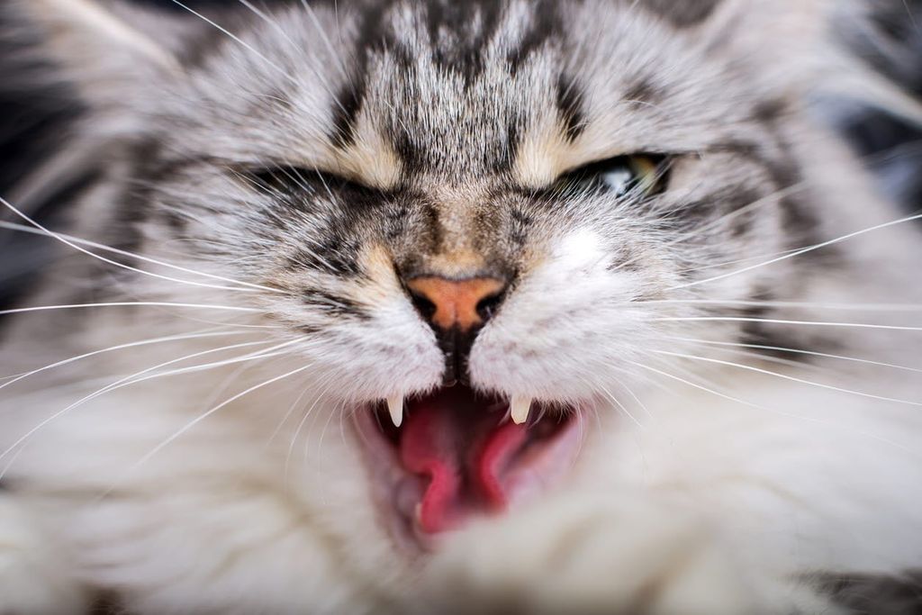 chat qui montre les dents