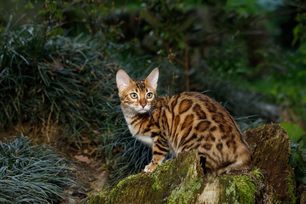 Chat Bengal tigré sur un arbre