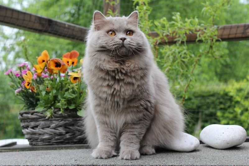 british longhair blanc aux poils longs