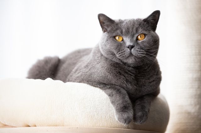 Chat British Shorthair
