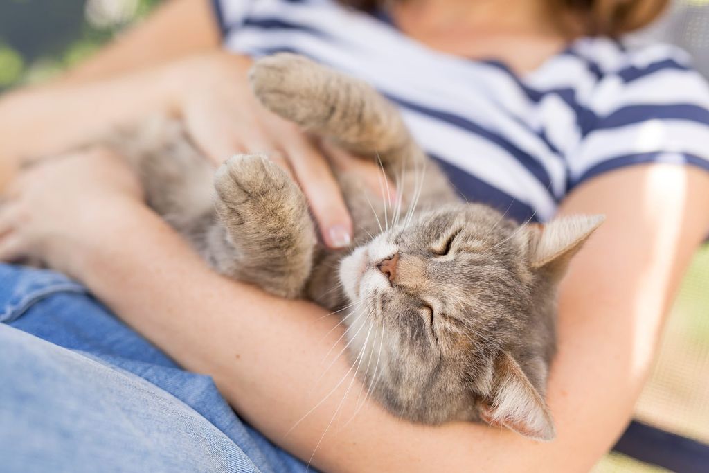 Chat qui réclame des caresses