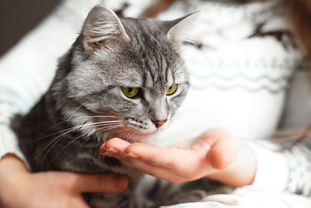 chat qui a l'air malheureux