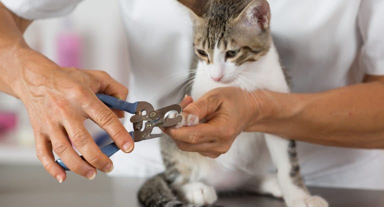 chat qui se fait couper les griffes
