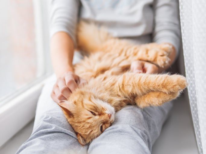Chat allongé sur le dos pendant que sa propriétaire palpe les mamelles.