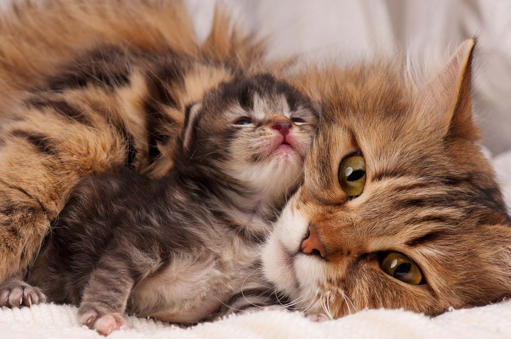 Chat allongé avec son chaton