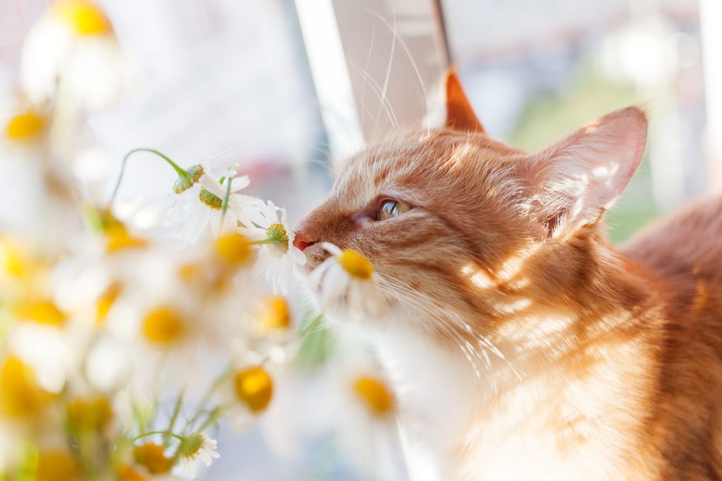 chat qui sent des fleurs