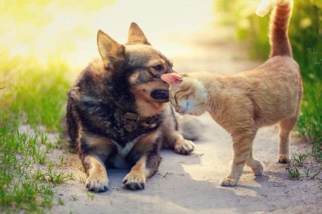 Un chien et un chat sont ensemble sur le chemin