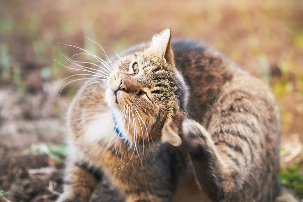 Le chat se gratte avec sa patte