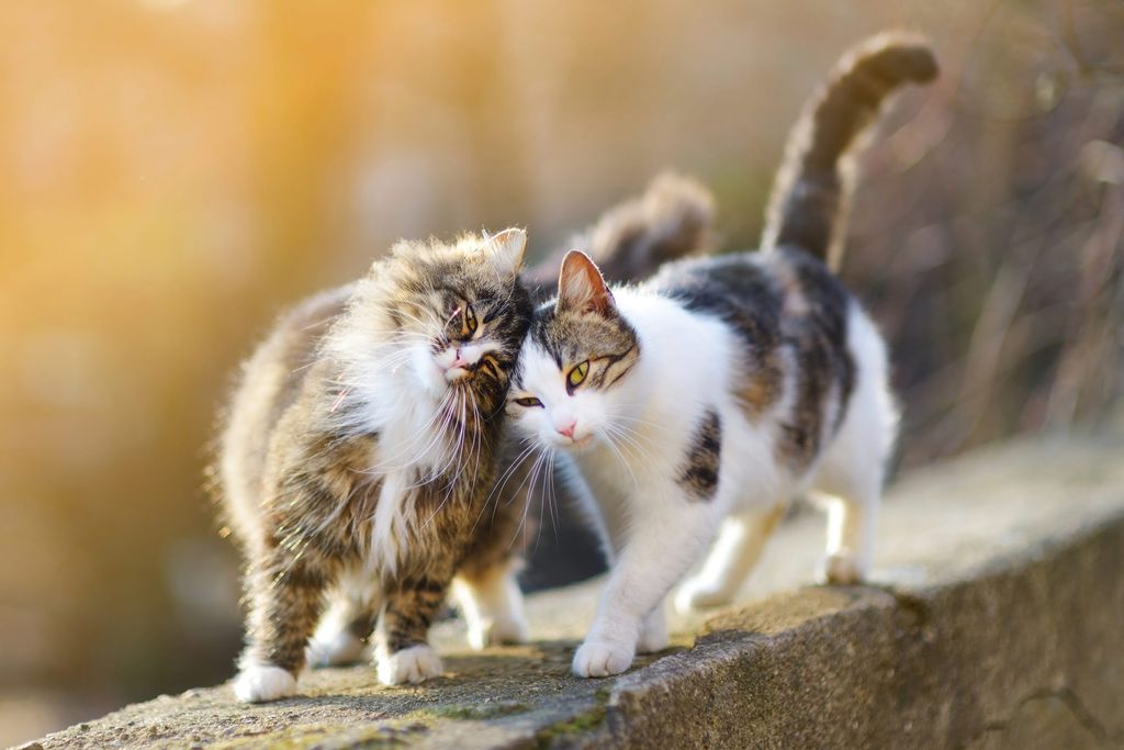 Deux chats qui se frottent la tête