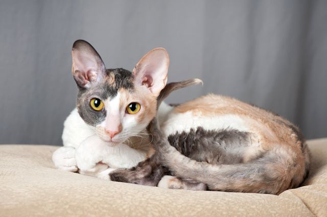 Chat Cornish Rex allongé