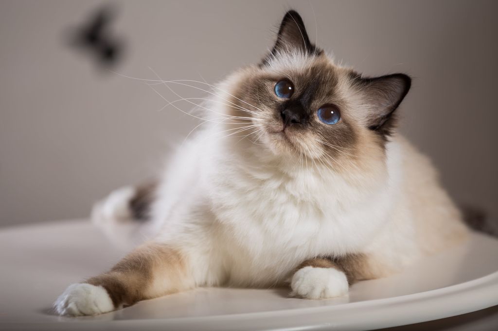 Chat allongé sur le côté