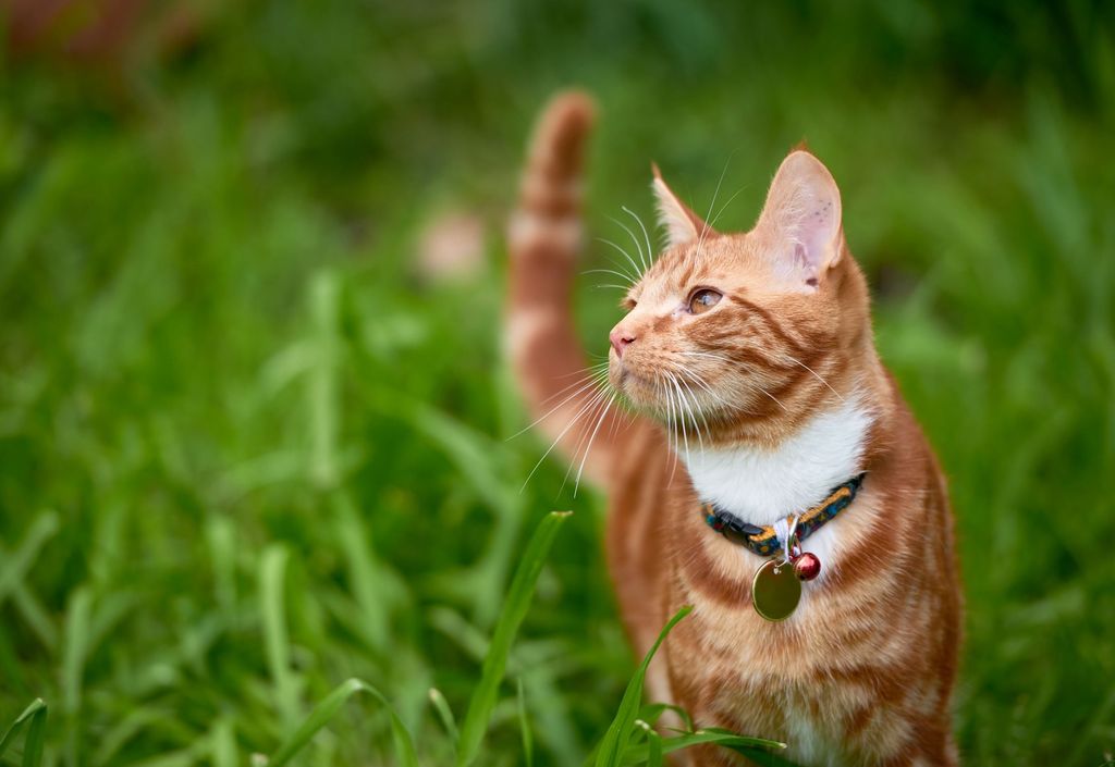 Chat roux avec un collier
