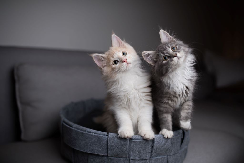 Deux chatons sont assis dans un panier.