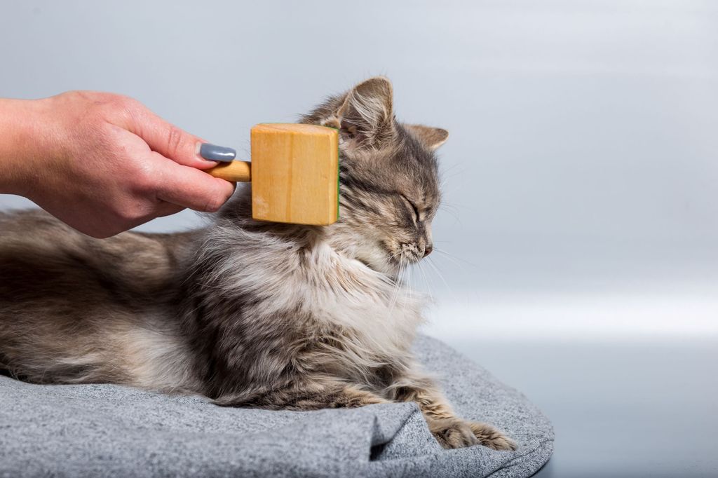 On brosse le chat avec une brosse