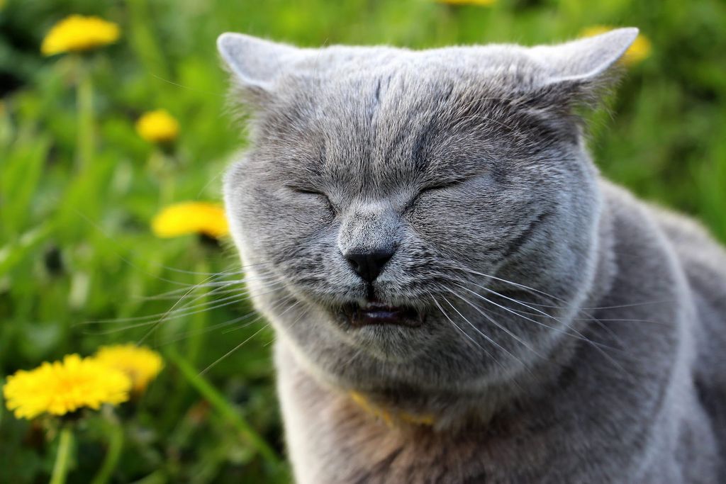 chat qui éternue dehros 