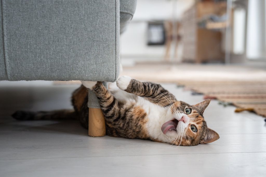 Un chat joue sous le canapé
