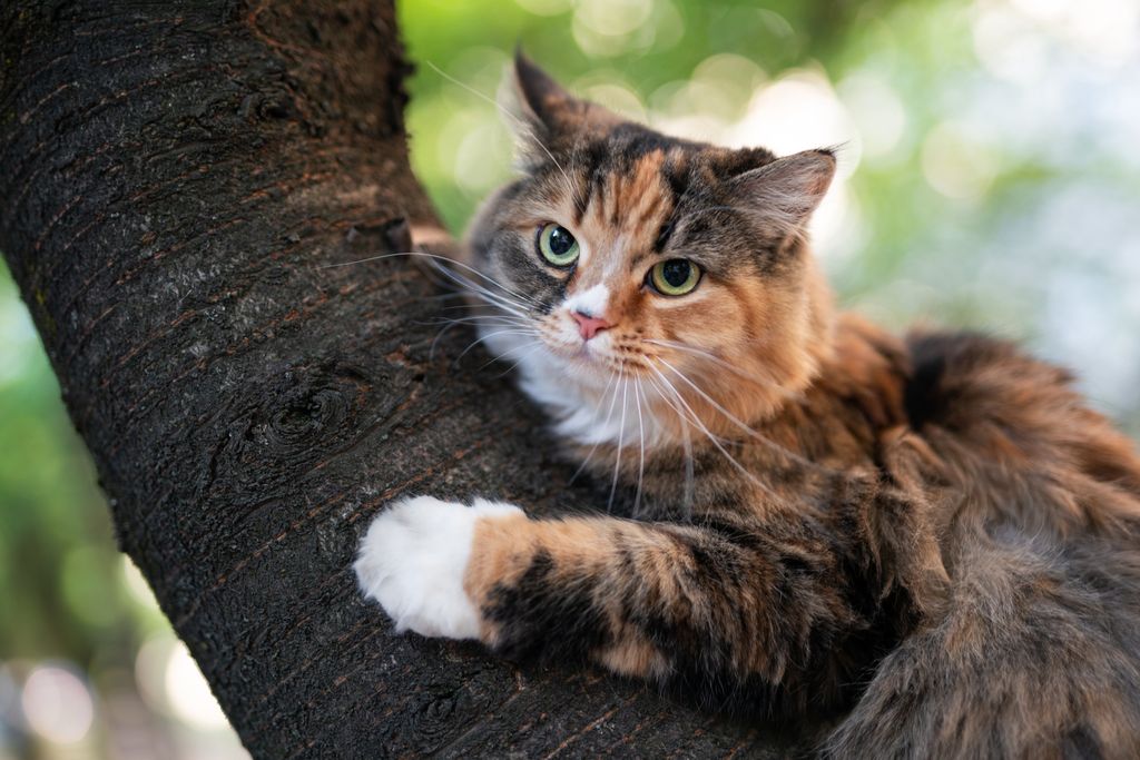 chat dans un arbre
