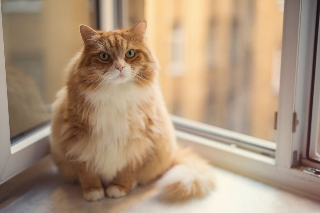 Le chat est assis sur le rebord de la fenêtre, près d’une fenêtre ouverte