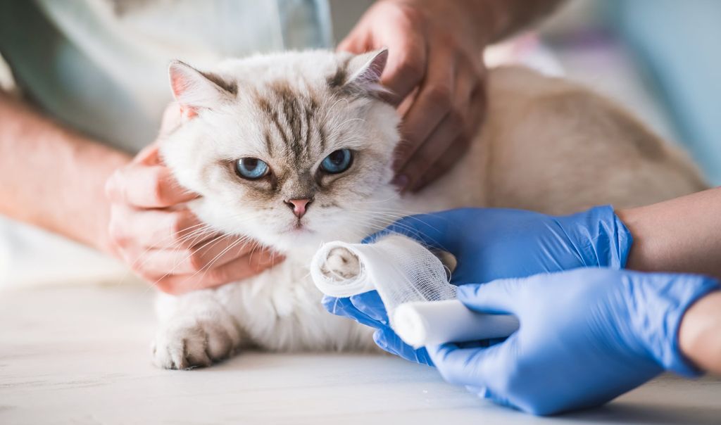 chat chez le vétérinaire