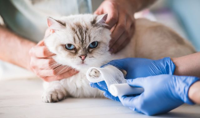 chat chez le vétérinaire