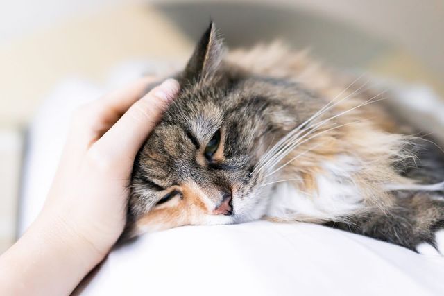 chat qui se fait caresser