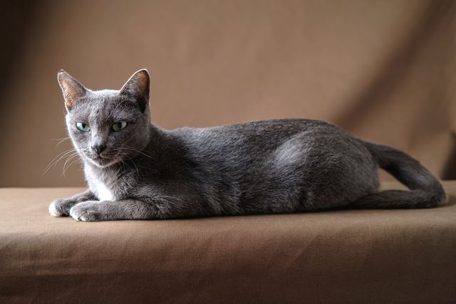 chat korat gris allongé 