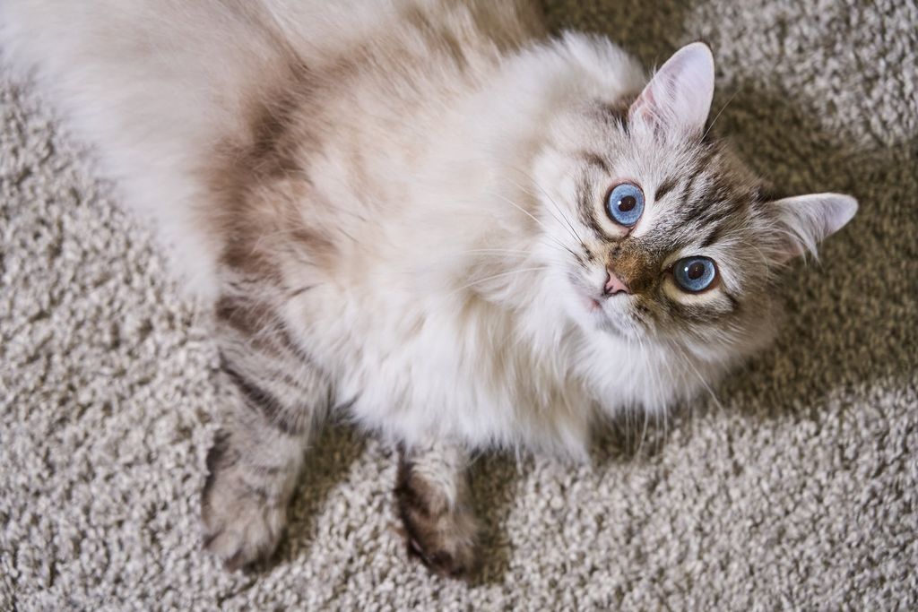 chat âgé aux poils longs vu du dessus