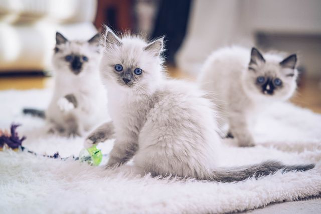 Trois chatons sont assis sur le tapis