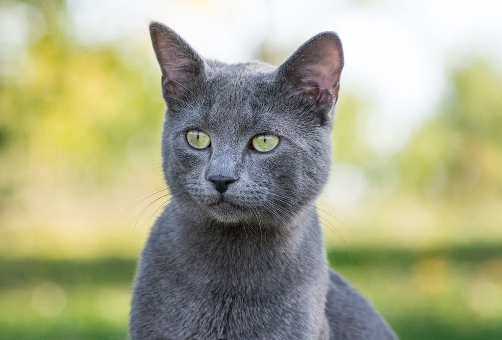 chat gris aux yeux vert avec les oreilles dressées 