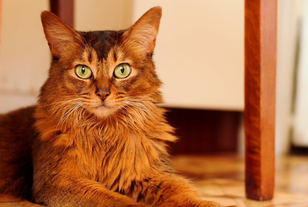 Chat somali allongé