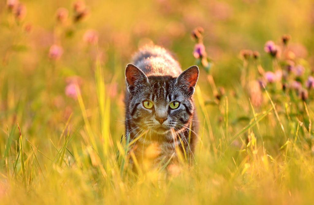 chat dans les hautes herbes