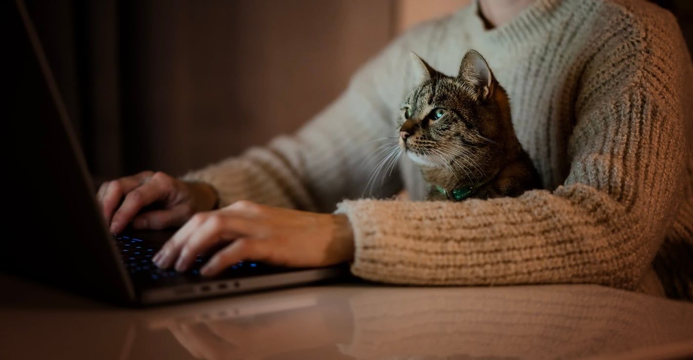 Chat assis sur les genoux d’une personne et regardant un ordinateur portable.