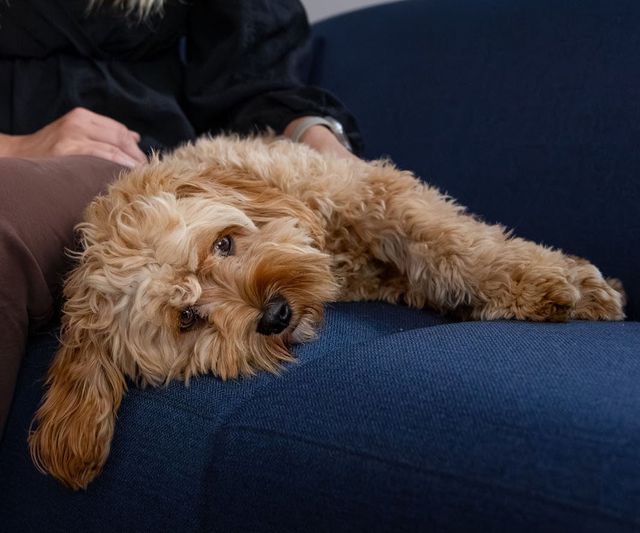 Le chien est allongé sur le canapé