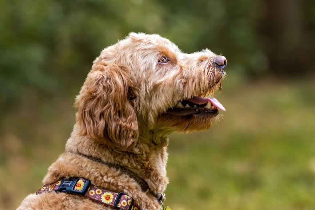 Un chien halètant