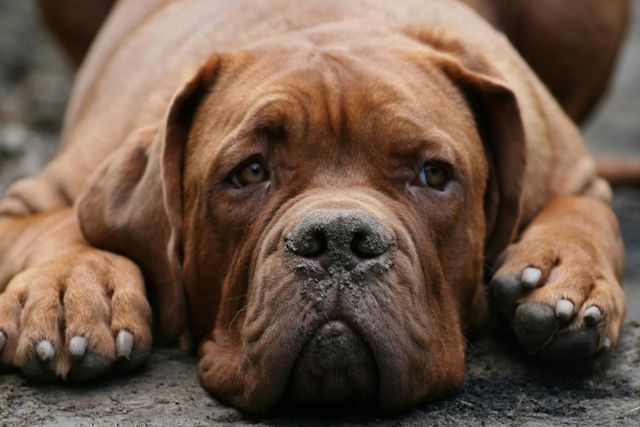 Le chien est allongé et semble triste