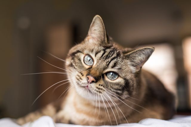 beau chat qui regarde l'objectif