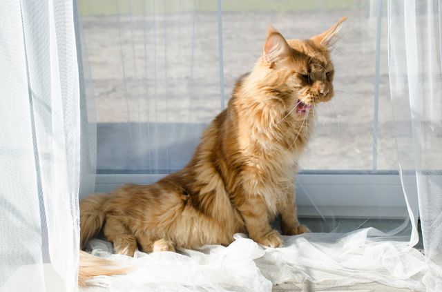 Chat qui tousse.