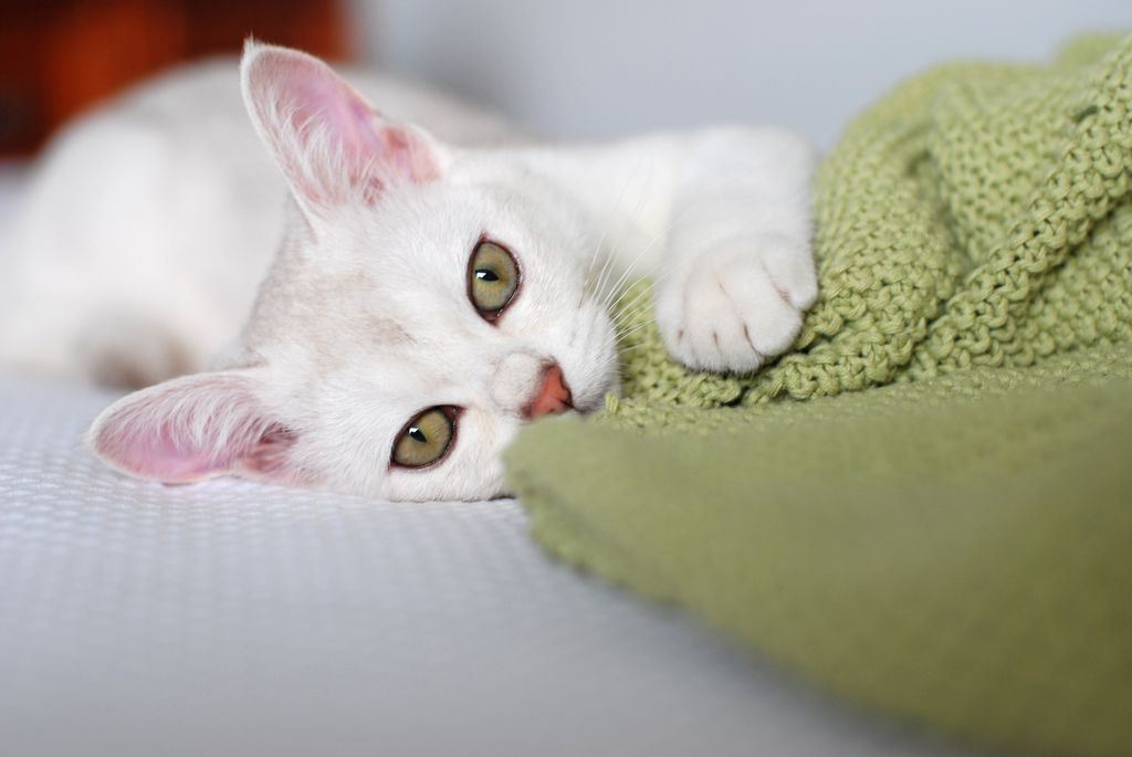 Chat burmilla allongé avec un plaid